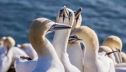 加密货币相关股票盘前上涨 追随比特币和以太坊价格涨势