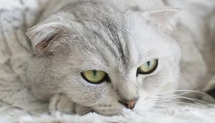 币安 Alpha 和币安合约将上线 Swarm Network (TRUTH)