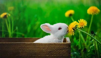 CME比特币期货BTC主力合约较周三纽约尾盘跌1.63%，逼近11.3万美元