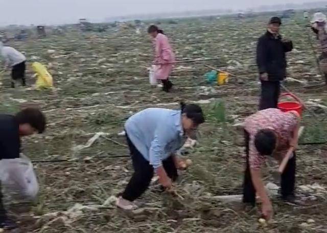 安徽500亩土豆被哄抢 民警要求种植户删帖:影响那么大,对你有利吗?