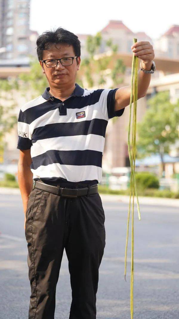 武汉这条路上大量出现,长达1米!到底是啥?