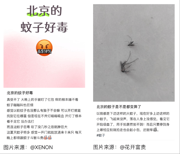 全球“最毒”的蚊子，为何批量北上