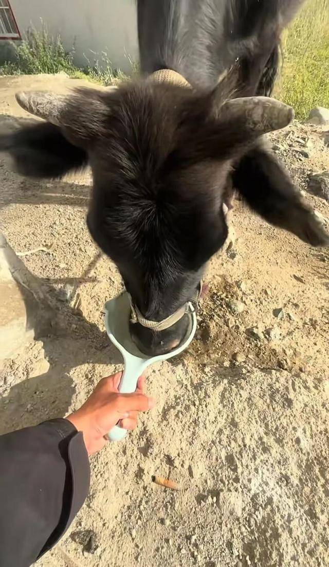 长沙00后小伙在新疆“找矿”，却因喂牛视频走红，当事人：每天见的牛羊比人还多