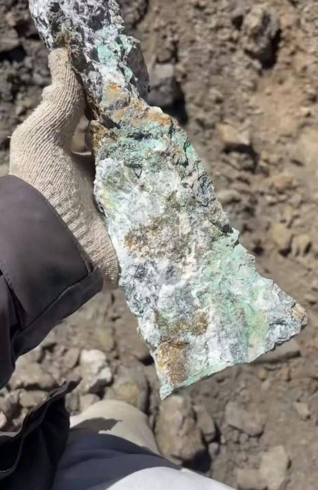 长沙00后小伙在新疆“找矿”,却因喂牛视频走红,当事人:每天见的牛羊比人还多